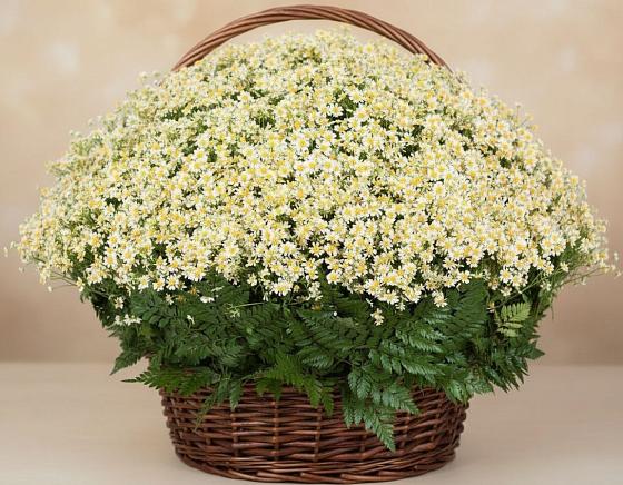 Цветочная композиция из Ромашки в корзине в Курске