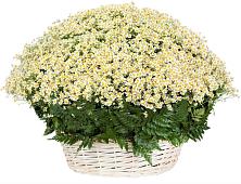 Цветочная композиция из Ромашки в корзине #REPLACE_PRED# Курске